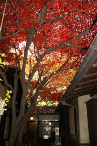 林芙美子記念館　紅葉