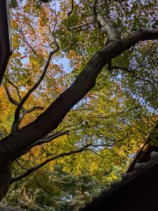 芙美子邸の紅葉2