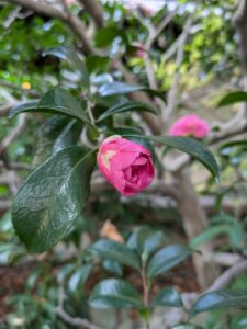 芙美子邸の山茶花2