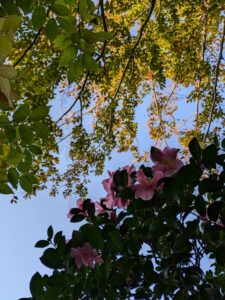 芙美子邸の山茶花1