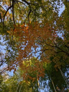 芙美子邸の紅葉3